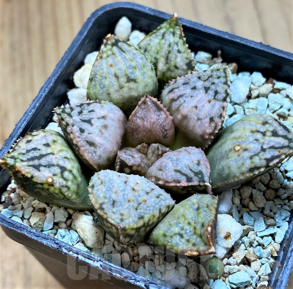 SH14002 Haworthia picta ‘Pandora’