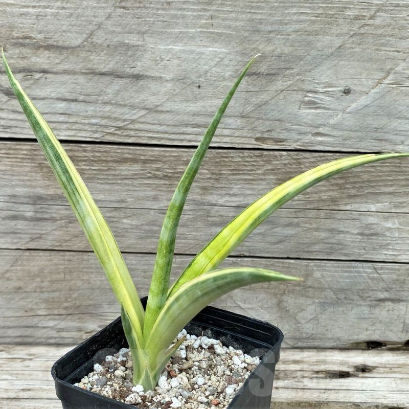 SH14035 Sansevieria gracillima f. variegata