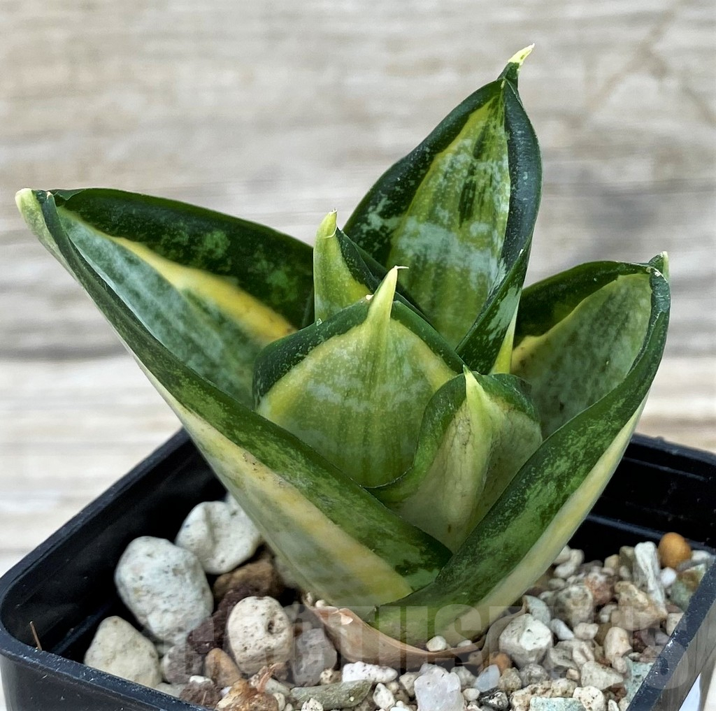 SH14039 Sansevieria 'Hahnii Morgan'
