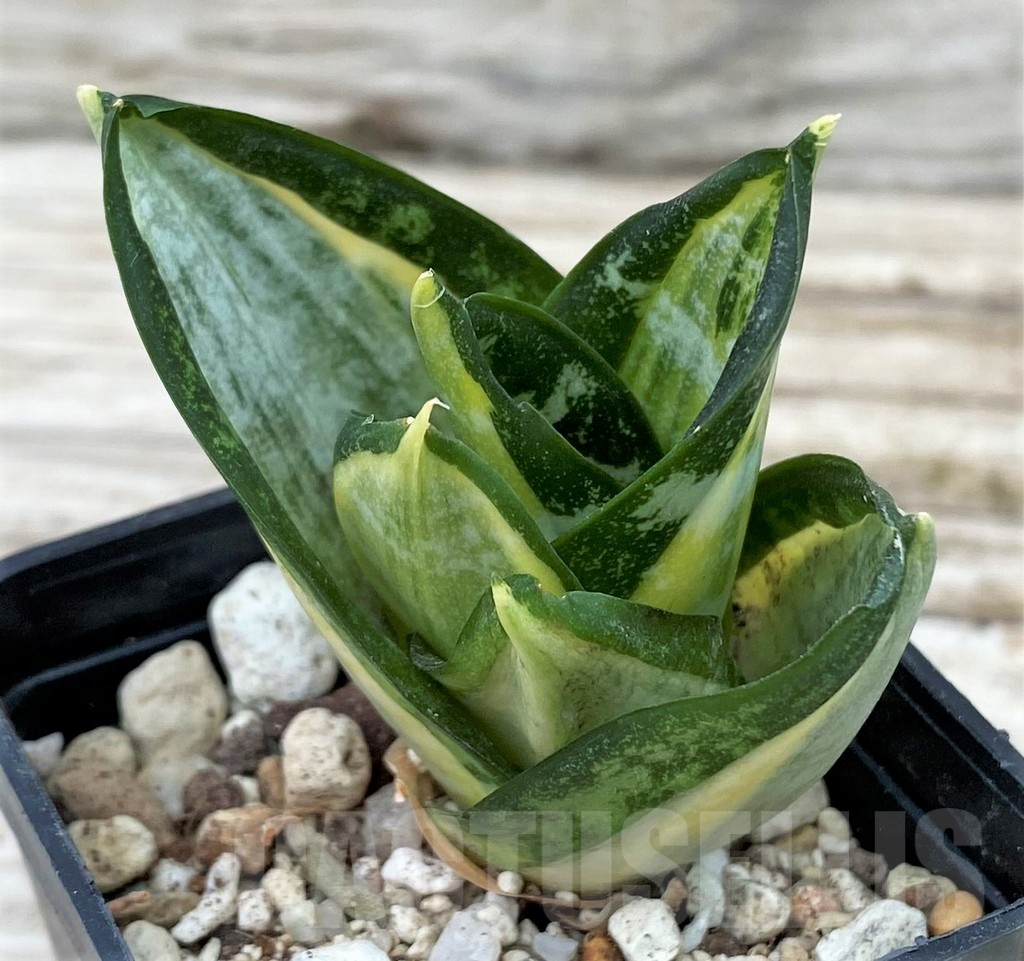 SH14039 Sansevieria 'Hahnii Morgan' - Image 2