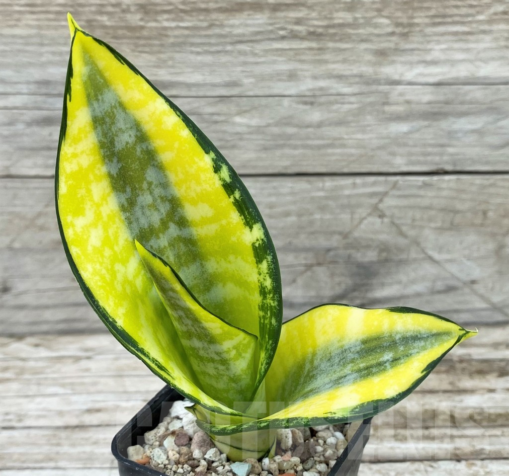 SH14041 Sansevieria ‘Asahi’