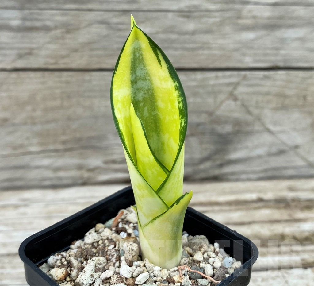 SH14043 Sansevieria ‘Asahi’