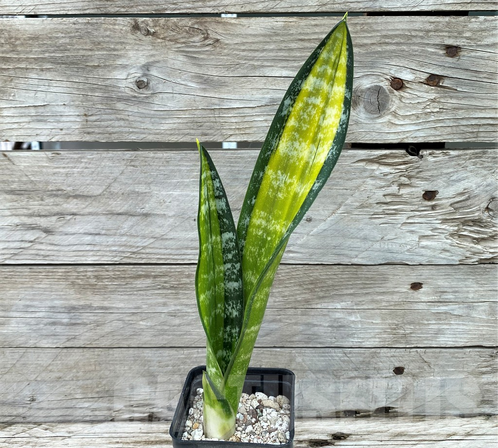 SH14045 Sansevieria trifasciata 'Golden Asahi' - immagine 2