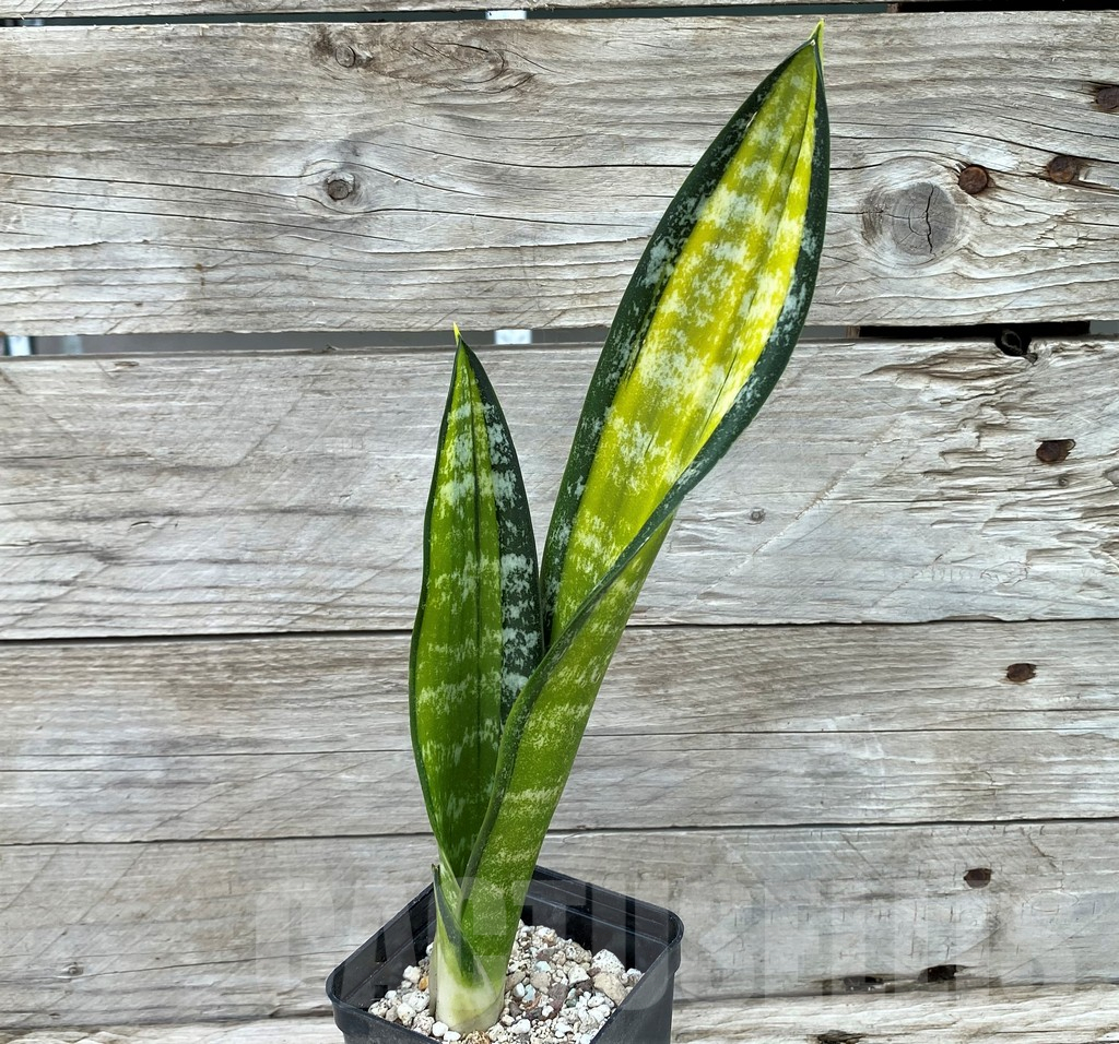 SH14045 Sansevieria trifasciata 'Golden Asahi'