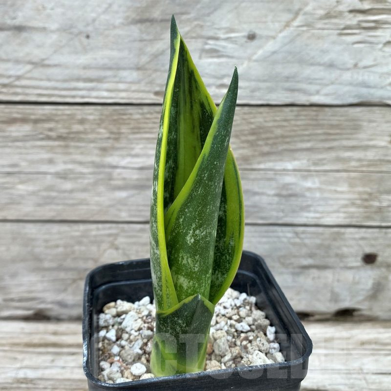 SH14048 Sansevieria trifasciata ‘Golden Flame’