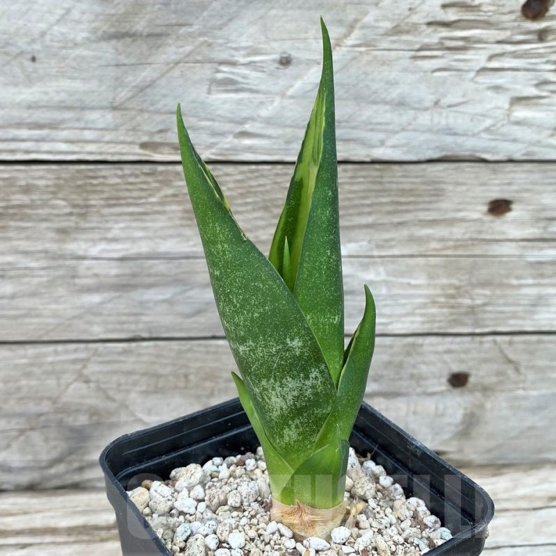SH14049 Sansevieria trifasciata ‘Golden Flame’