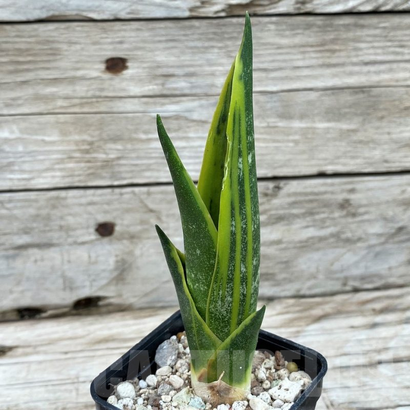 SH14051 Sansevieria trifasciata ‘Golden Flame’