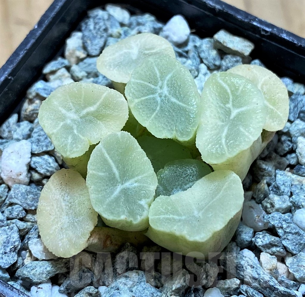 SH14004 Haworthia maughanii ‘White Brocade of All Things’