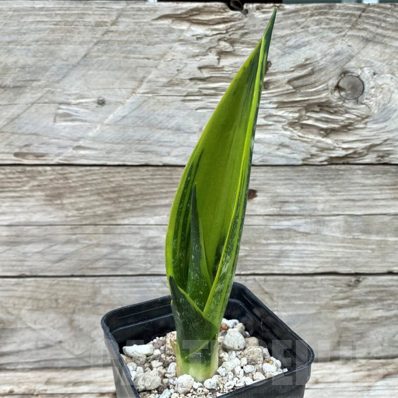 SH14054 Sansevieria trifasciata ‘Golden Flame’