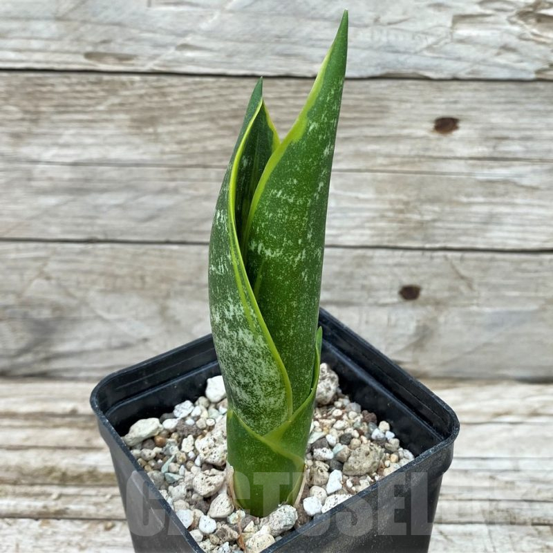 SH14056 Sansevieria trifasciata ‘Golden Flame’