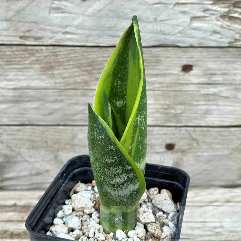 SH14057 Sansevieria trifasciata ‘Golden Flame’