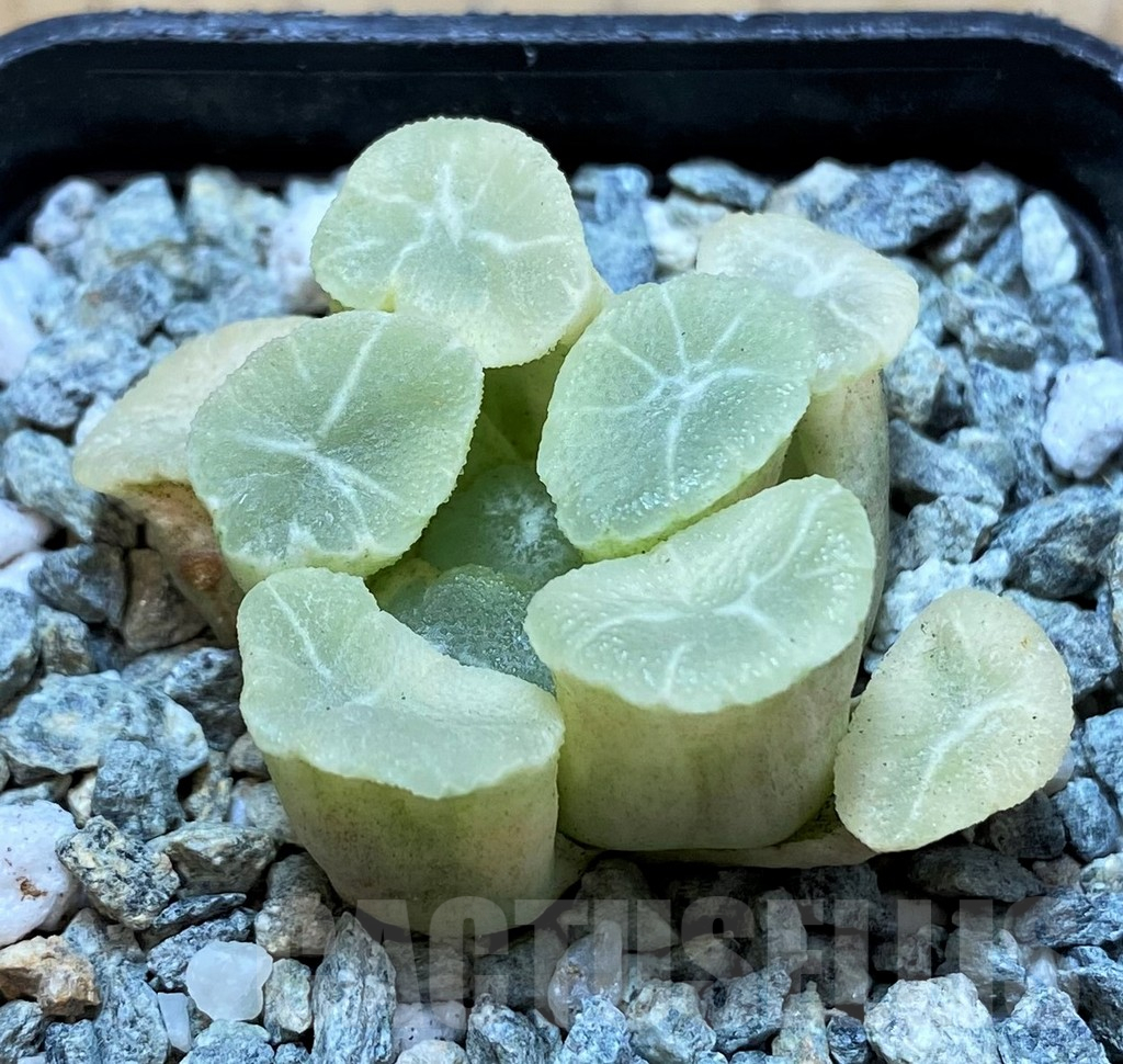 SH14004 Haworthia maughanii ‘White Brocade of All Things’ - Image 2