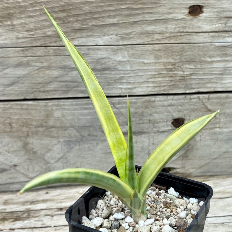 SH14060 Sansevieria gracillima f. variegata