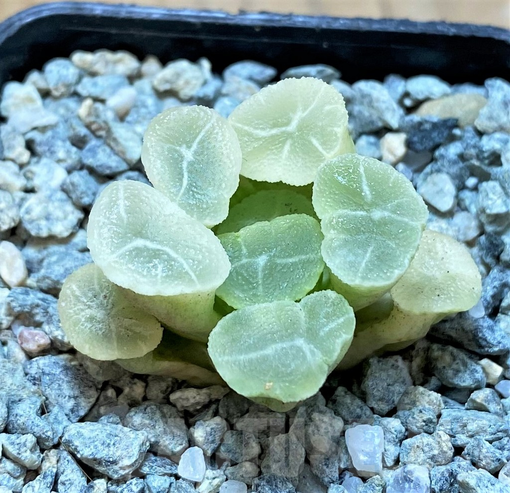 SH14005 Haworthia maughanii ‘White Brocade of All Things’
