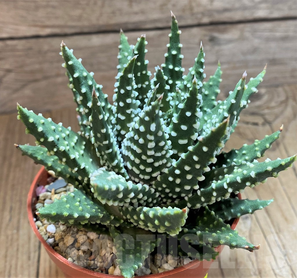 SH13998 Haworthia pumila - immagine 2