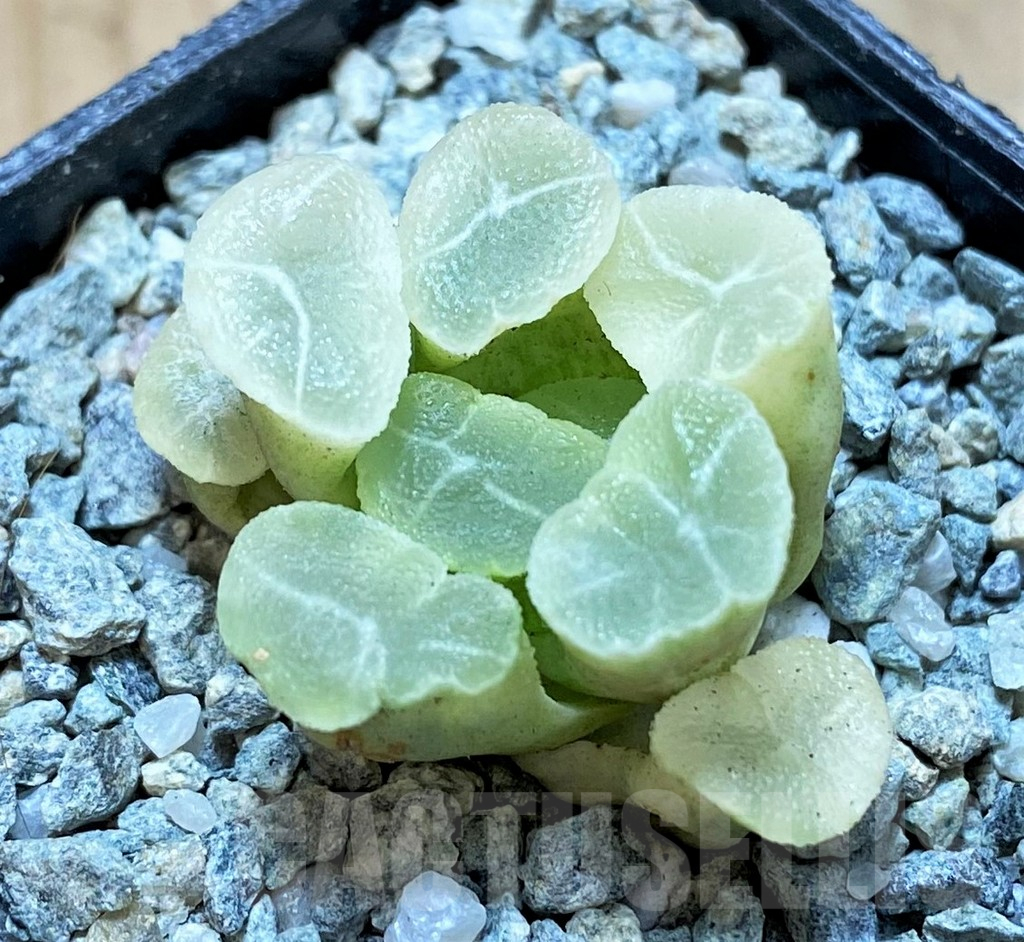 SH14005 Haworthia maughanii ‘White Brocade of All Things’ - Image 2