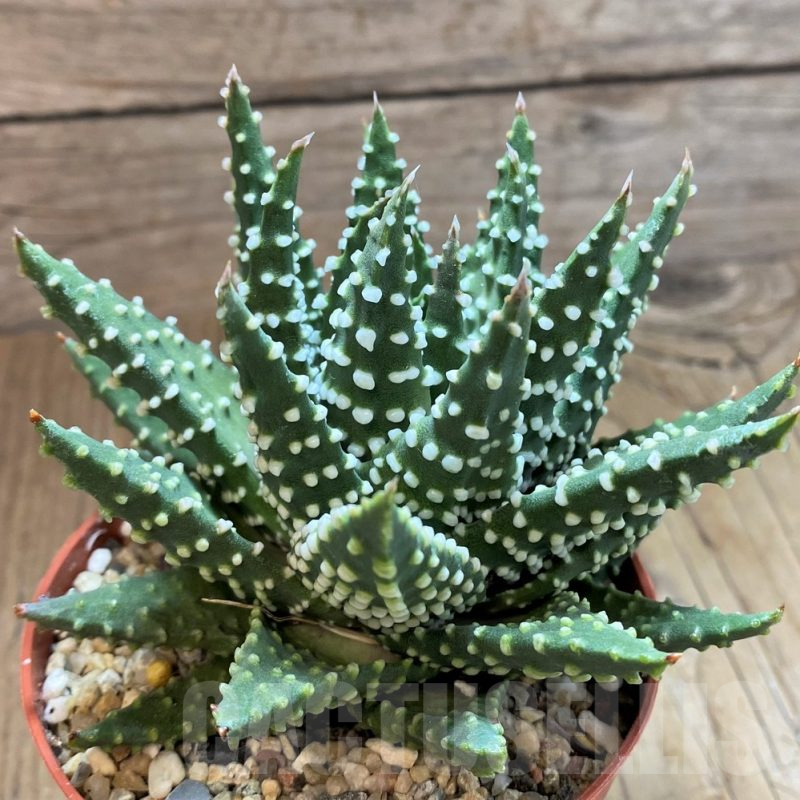 SH13998 Haworthia pumila