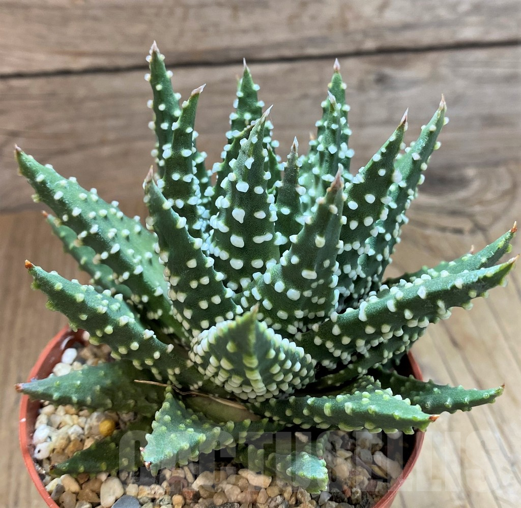 SH13998 Haworthia pumila
