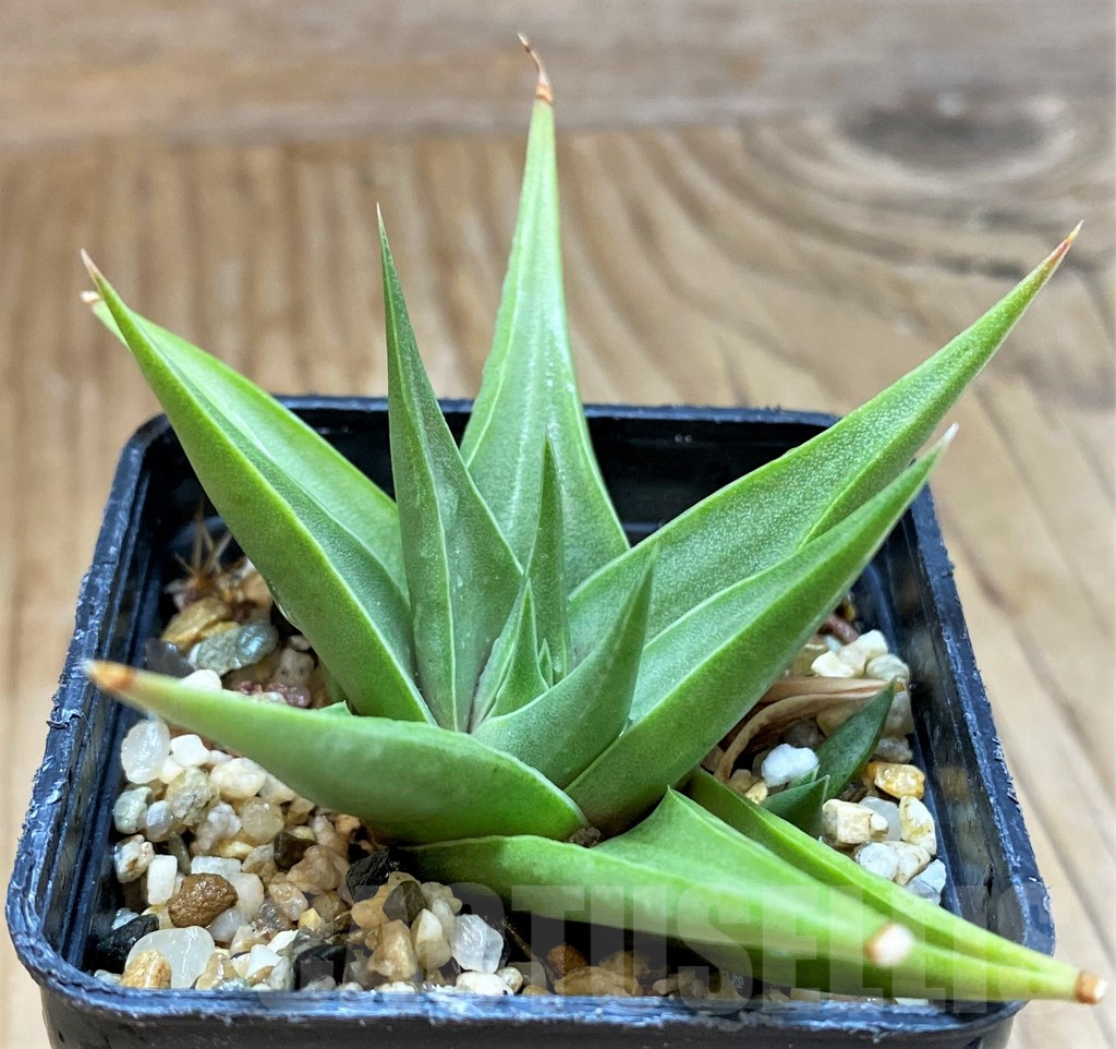 SH14009 Haworthia limifolia v. glaucophylla - Image 3