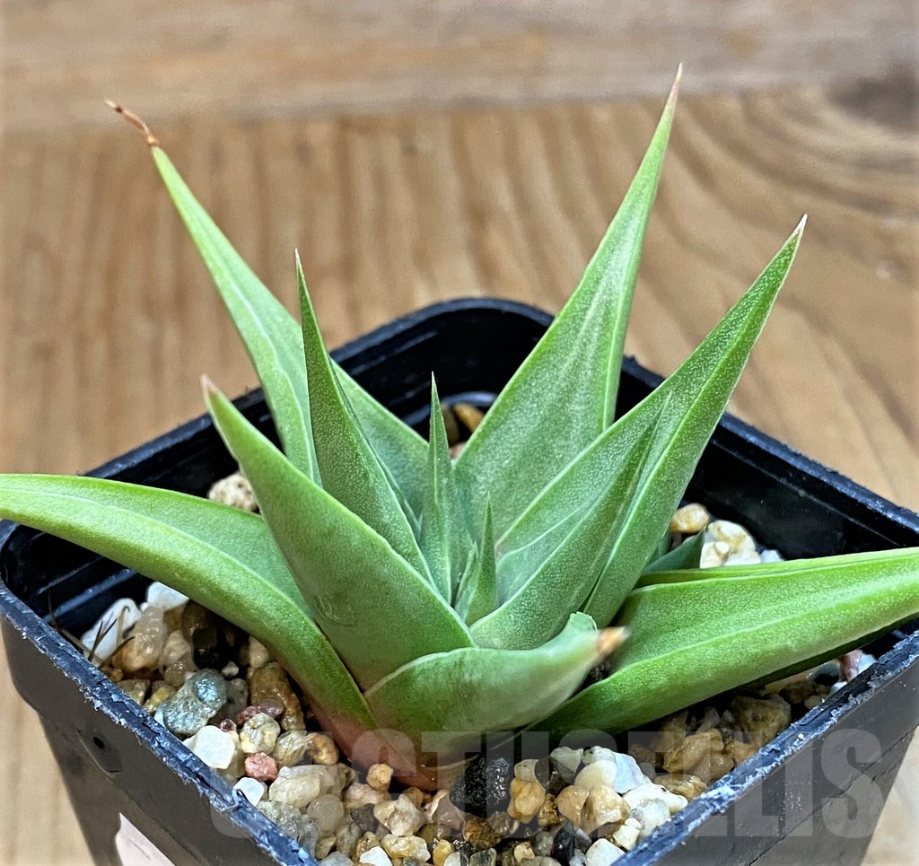 SH14009 Haworthia limifolia v. glaucophylla - Image 2