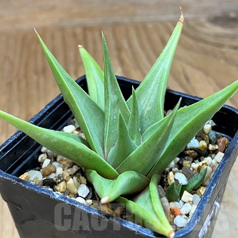 SH14009 Haworthia limifolia v. glaucophylla