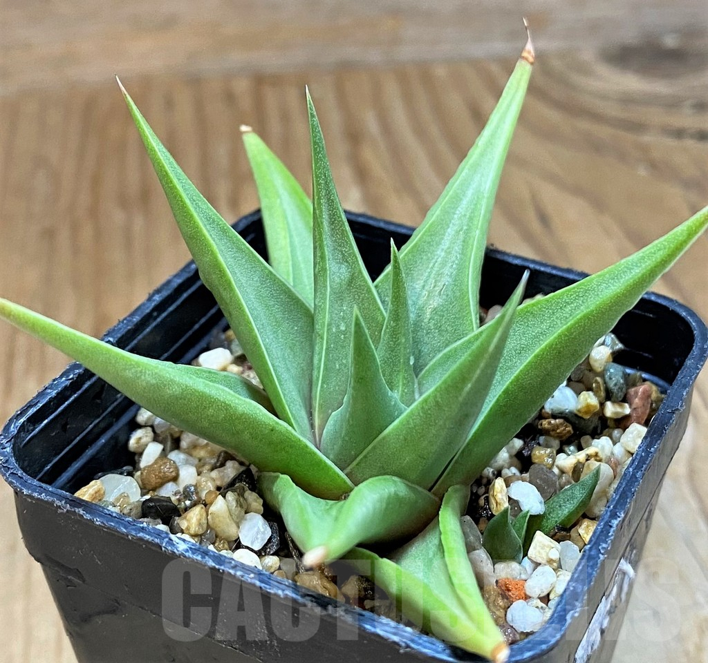 SH14009 Haworthia limifolia v. glaucophylla