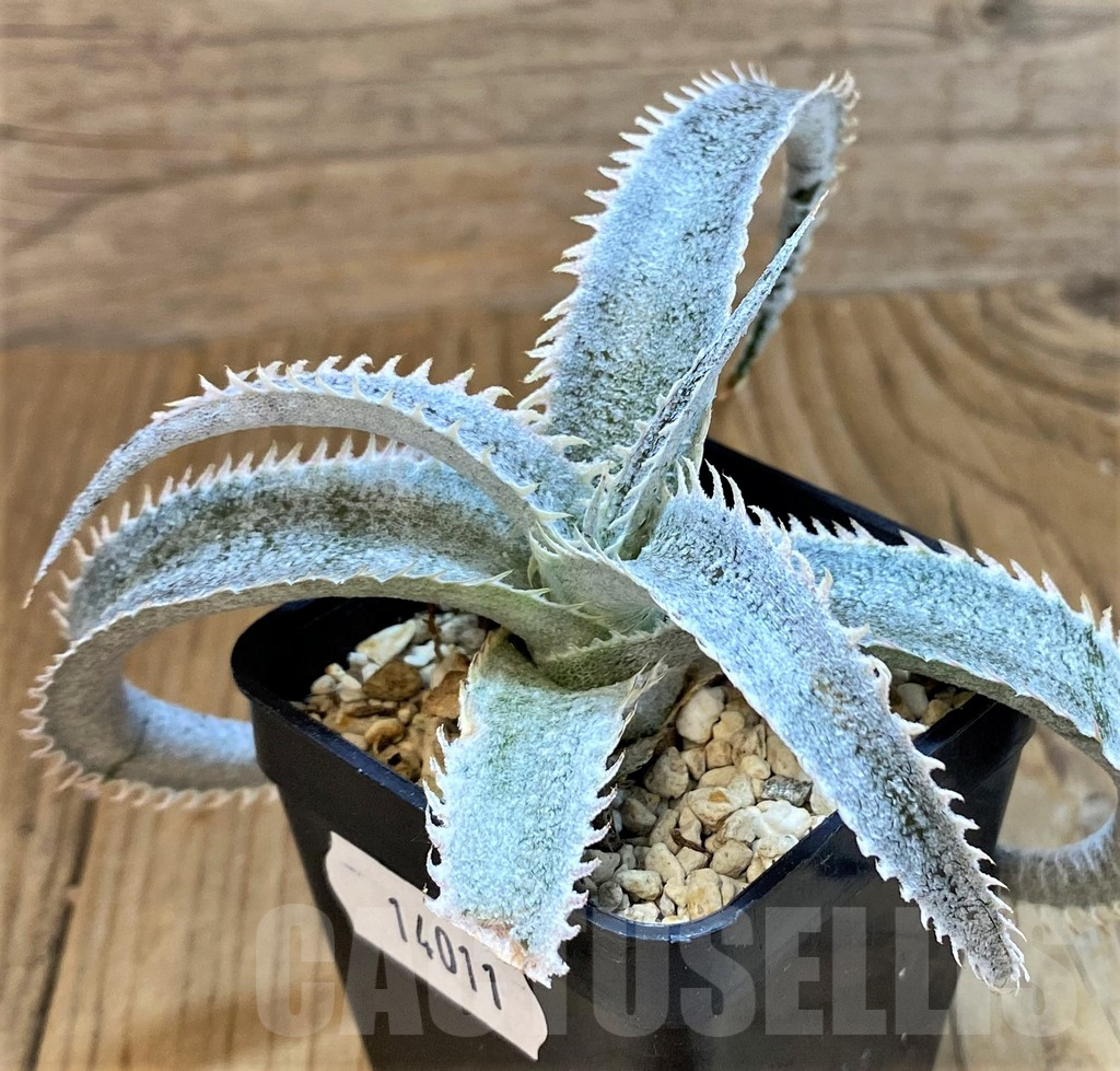 SH14011 Dyckia marnier-lapostollei – Image 2