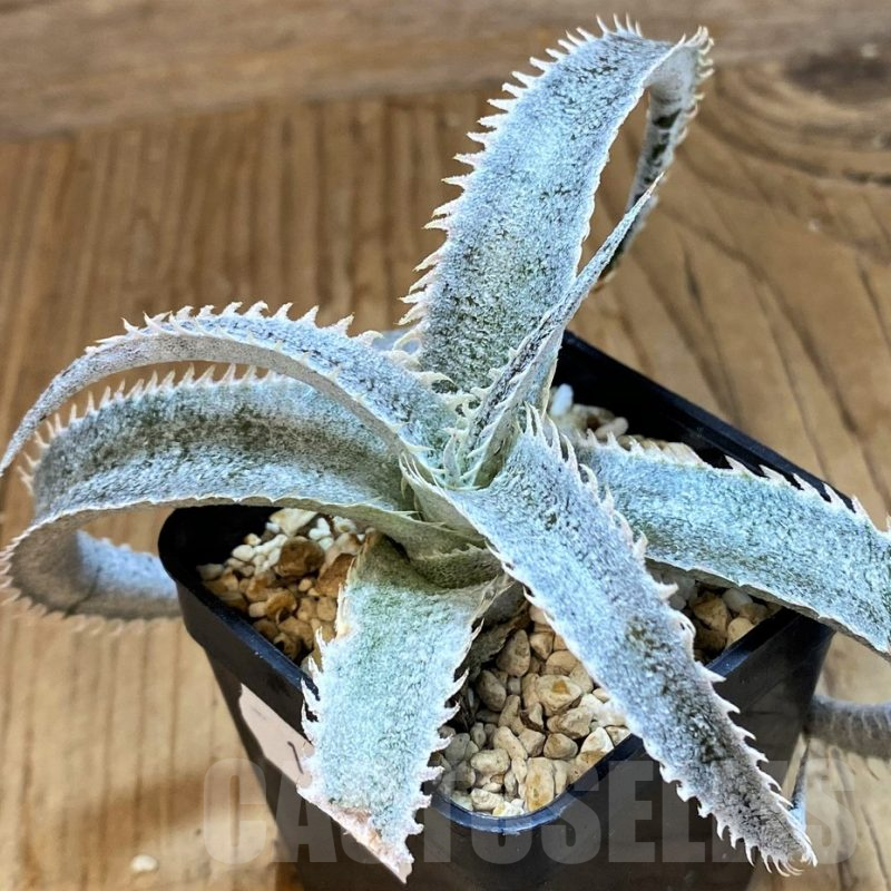 ブロメリア・エアープランツ Dyckia marnier-lapostollei, Giant Blue ブロメリア・エアープランツ Dyckia marnier-lapostollei, Giant