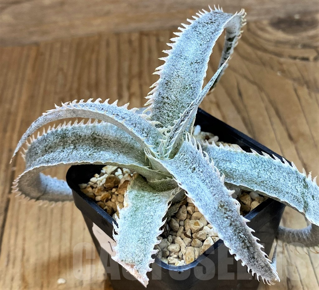 SH14011 Dyckia marnier-lapostollei