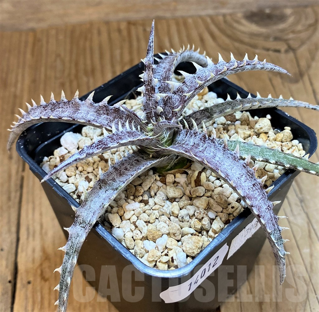 SH14012 Dyckia hybrid, seedling