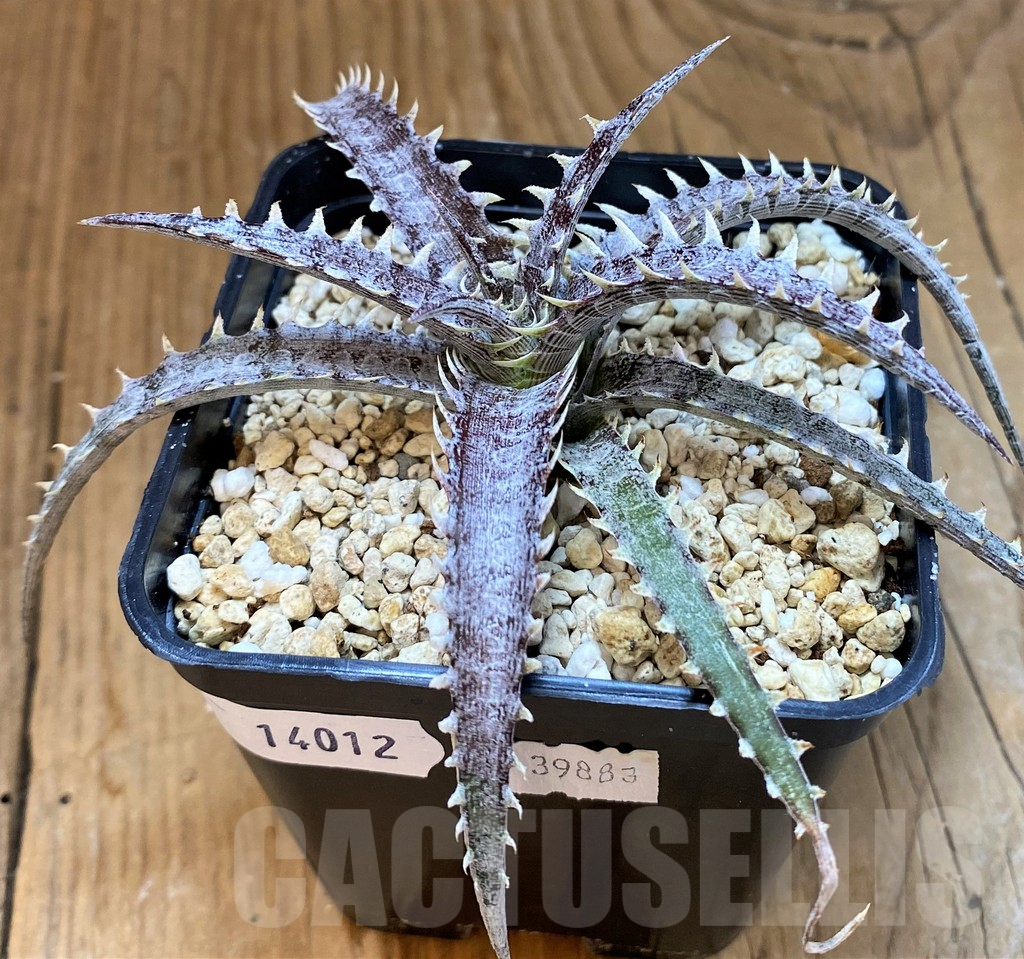 SH14012 Dyckia hybrid, seedling - Зображення 2