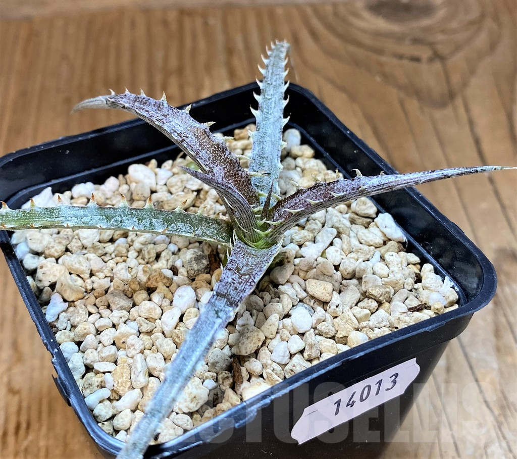 SH14013 Dyckia hybrid, seedling - immagine 2