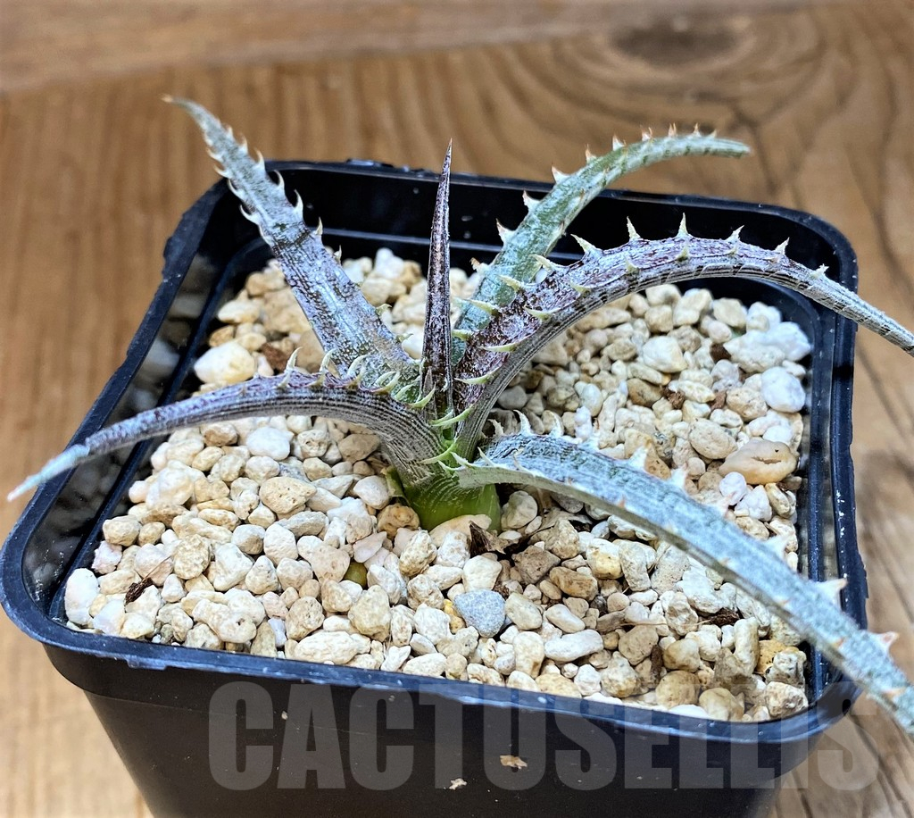 SH14013 Dyckia hybrid, seedling