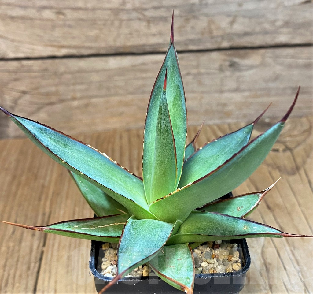 SH14014 Agave 'Romanii Minor' - 画像 (3)