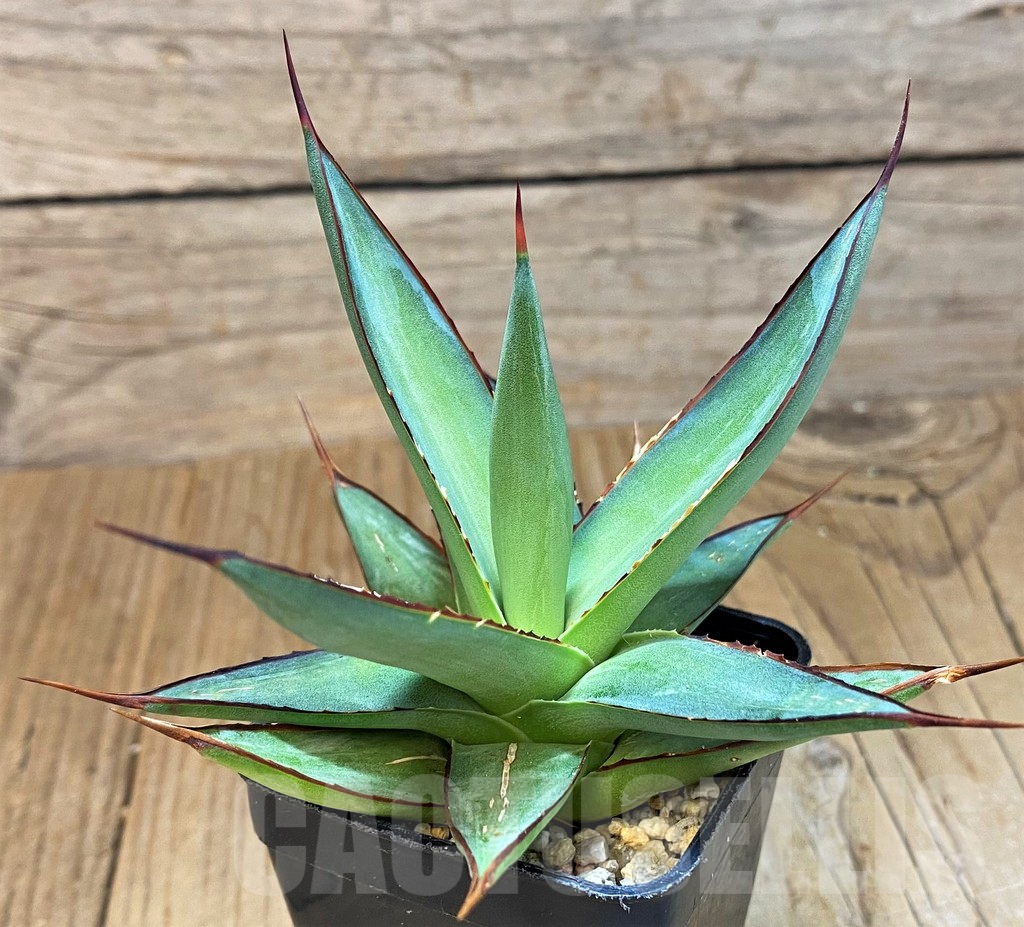 SH14014 Agave 'Romanii Minor' - 画像 (2)