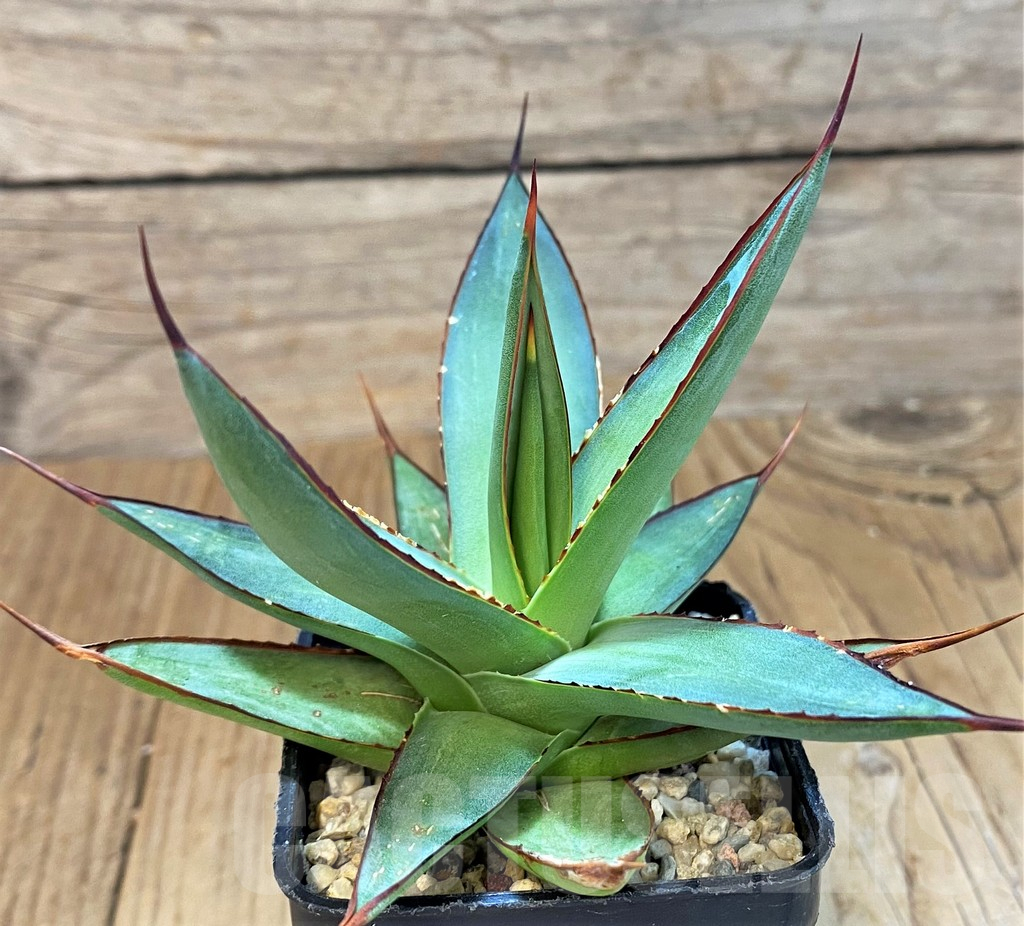 SH14014 Agave 'Romanii Minor'