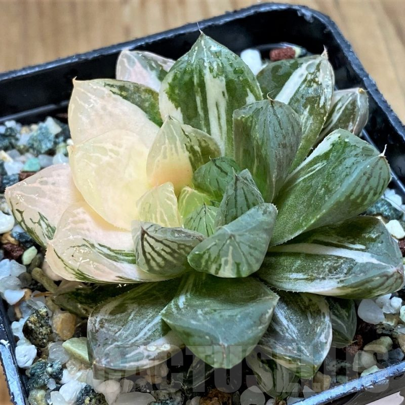 SH13999 Haworthia obtusa 'Marin' f. variegata