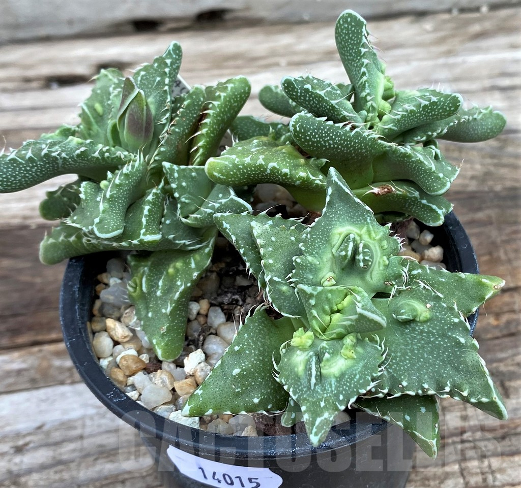 SH14015 Faucaria tuberculosa 'Aranami' - immagine 2
