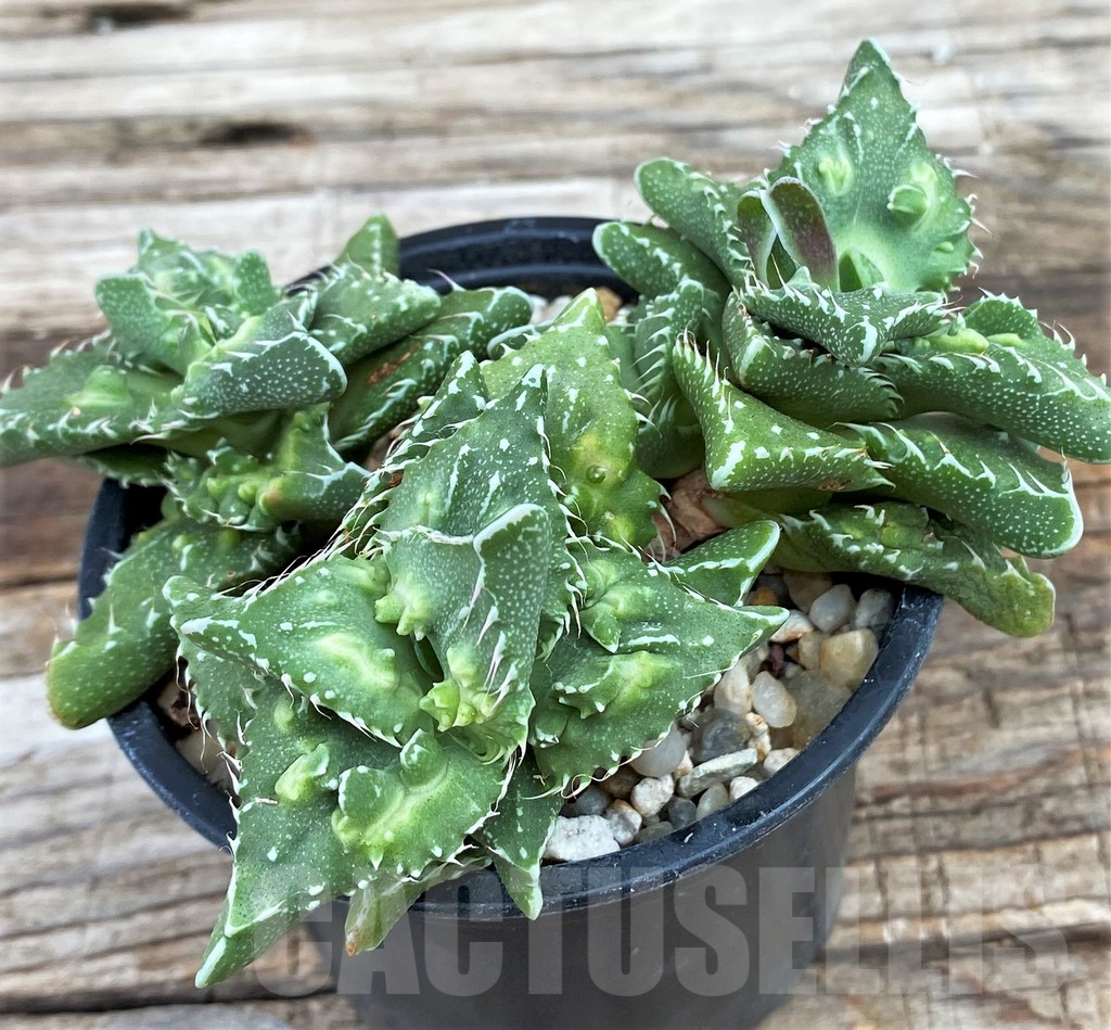 SH14015 Faucaria tuberculosa 'Aranami'