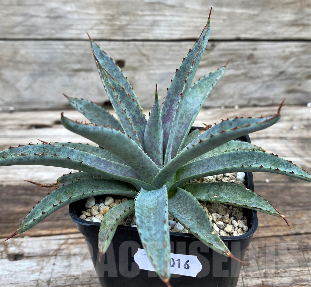 SH14016 Mangave ‘Bloodspot’ - immagine 2