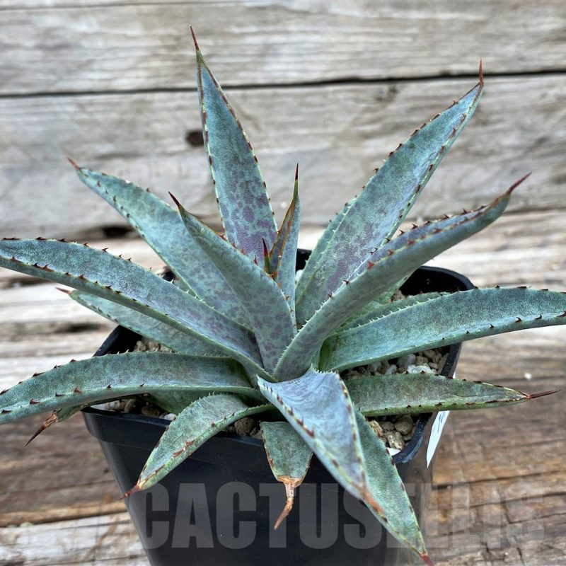 SH14016 Mangave ‘Bloodspot’