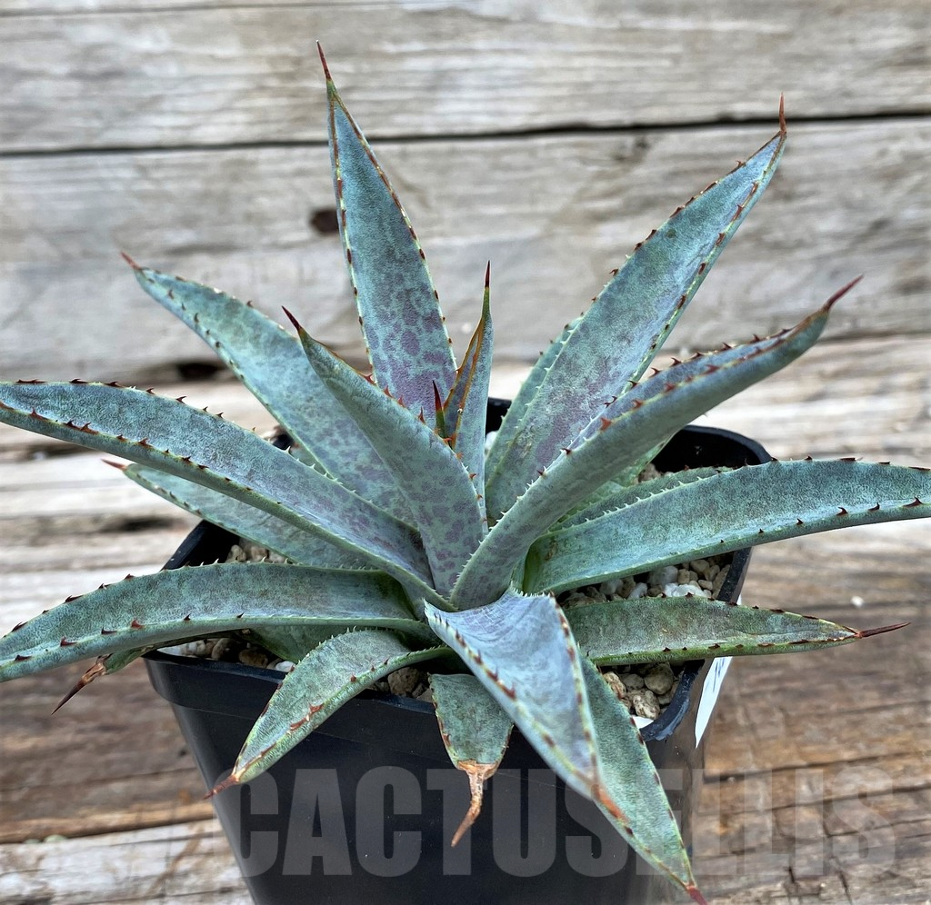 SH14016 Mangave ‘Bloodspot’