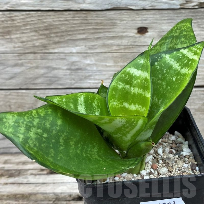 SH14021 Sansevieria hahnii 'Philippine Gold'