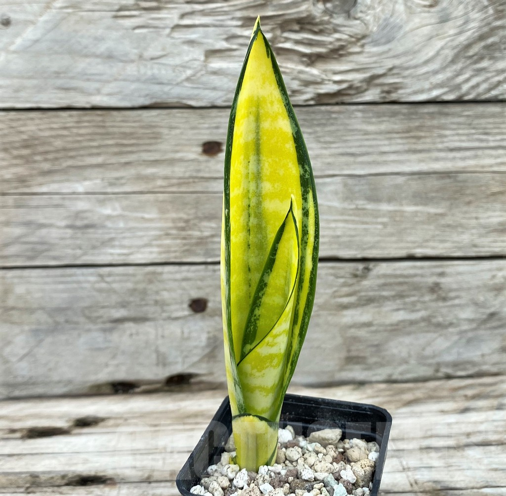 SH14026 Sansevieria 'Gold Banner'