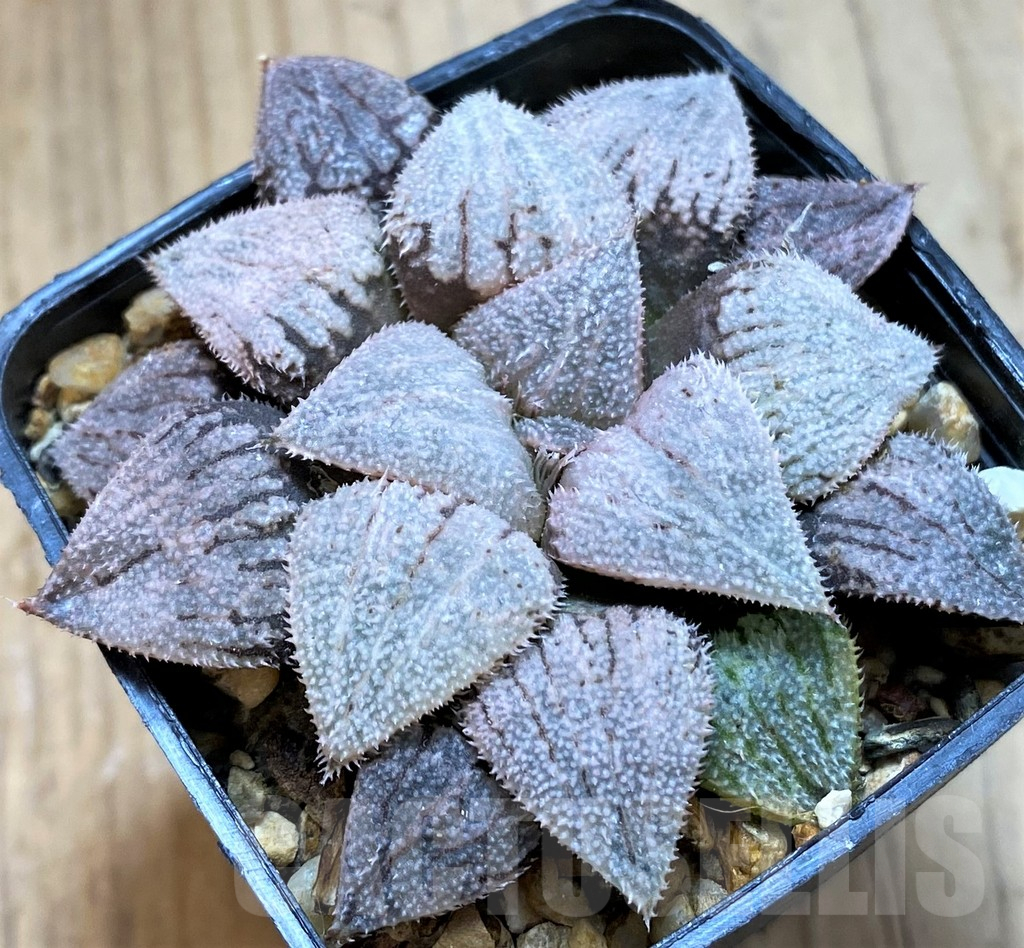 SH14001 Haworthia splendens 'Nautilus'