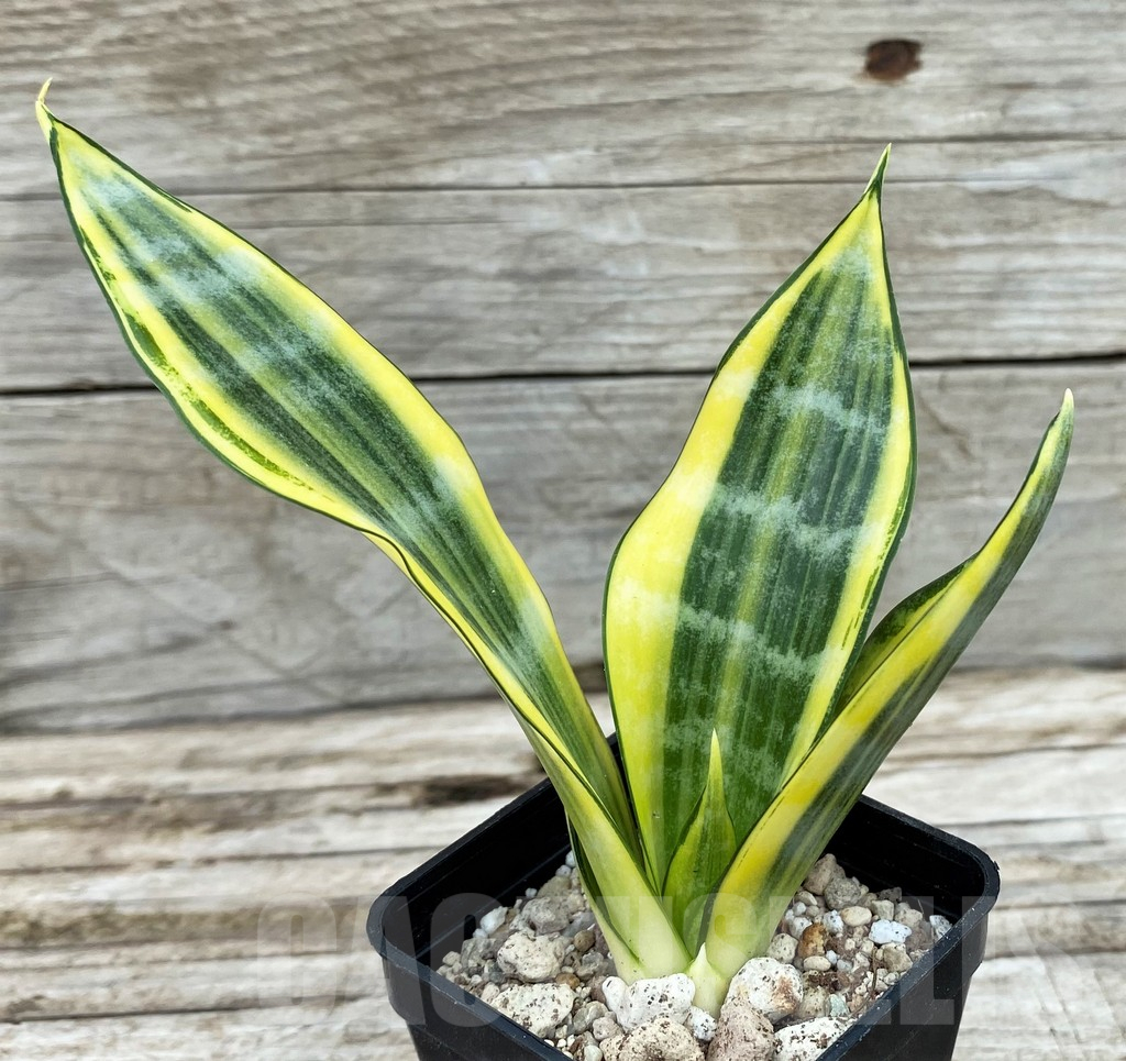 SH14029 Sansevieria 'Gold Banner' - Image 2