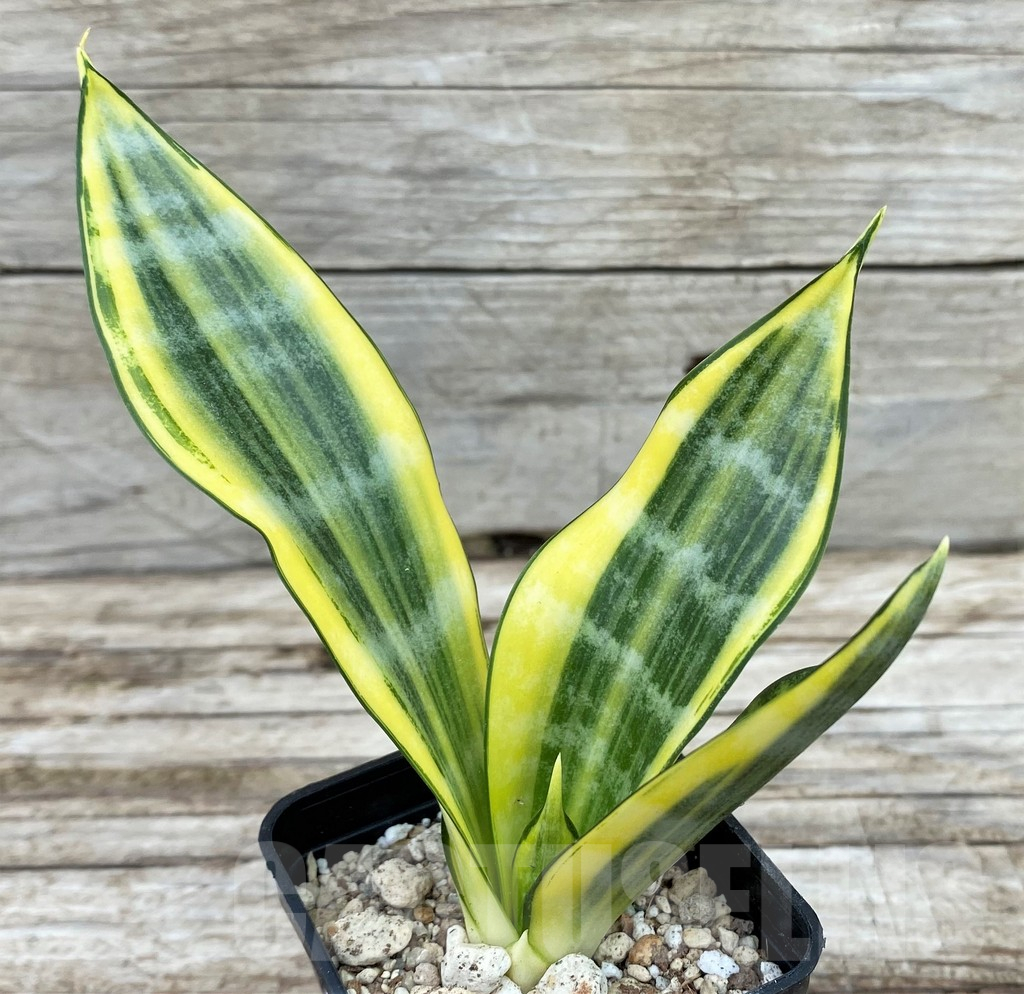 SH14029 Sansevieria 'Gold Banner'