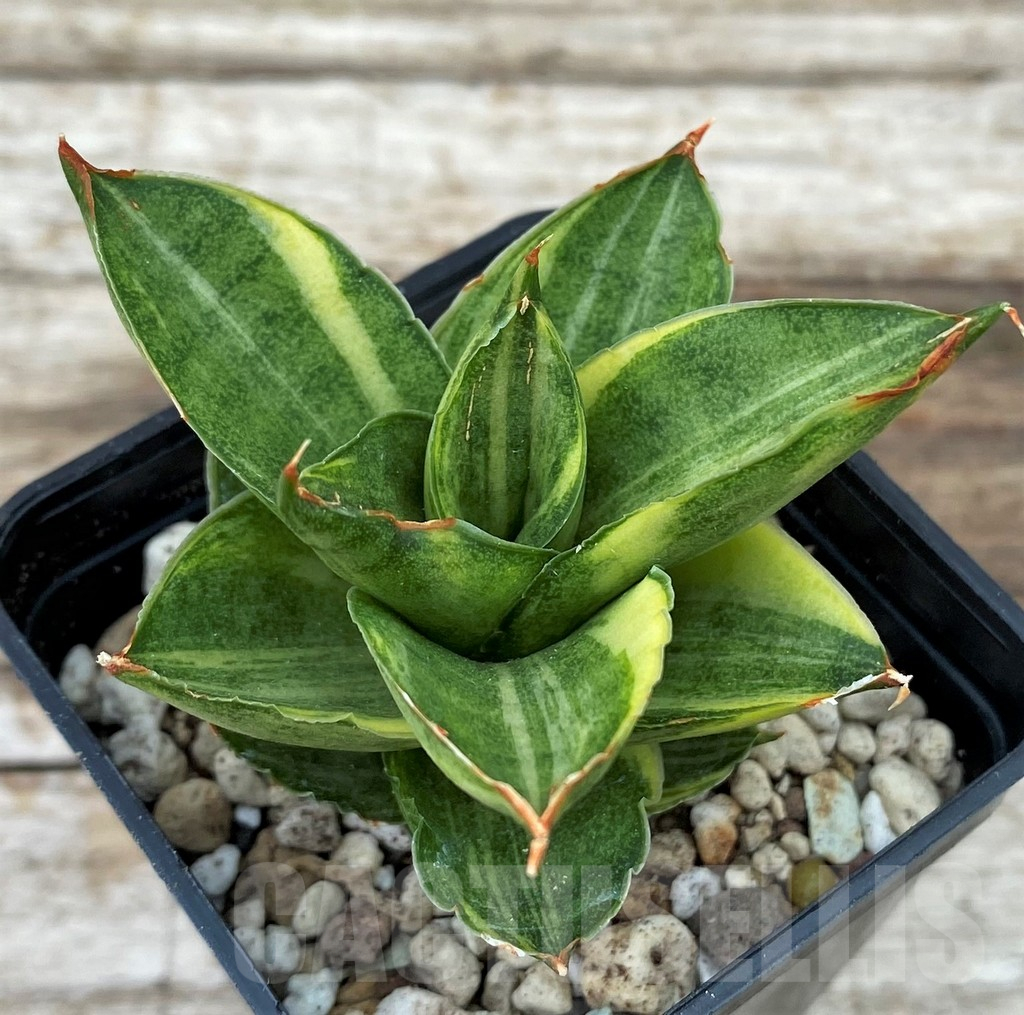 SH14030 Sansevieria ‘Pagoda’ hybrid f. variegata - immagine 3