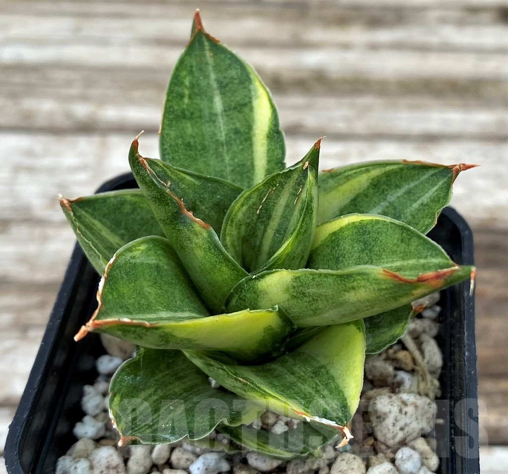 SH14030 Sansevieria ‘Pagoda’ hybrid f. variegata