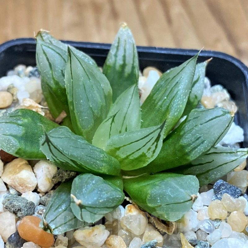 SH15646 Haworthia cooperi ‘West Asia Tsuen’